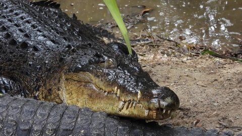 B roll clips of Freshwater Crocodile (Crocodylus johnstoni)