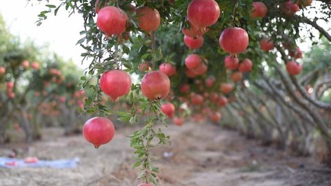 Orchard with big red pomegranates  in Israel. fruits very beneficial for healthy lifestyle. contain many vitamins. red fruits on tree. symbol of jewish holiday