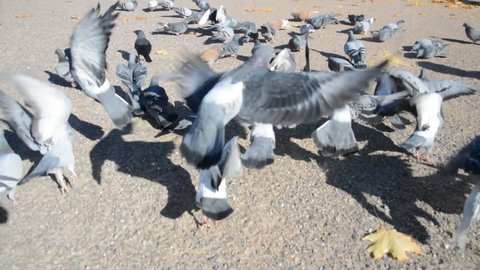 pigeons running and eating bread close