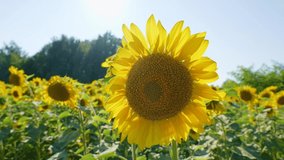 Closeup view slow motion video footage of beautiful blooming yellow organic sunflowers growing in rural green landscape outside in summer 