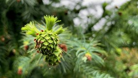 green seasonal pine cones blowing in a gentle breeze viewed in extreme close up with a defocus background of pine needles, buds,needles. - Powered by Shutterstock - Get 15% off with code: PIKWIZARD15