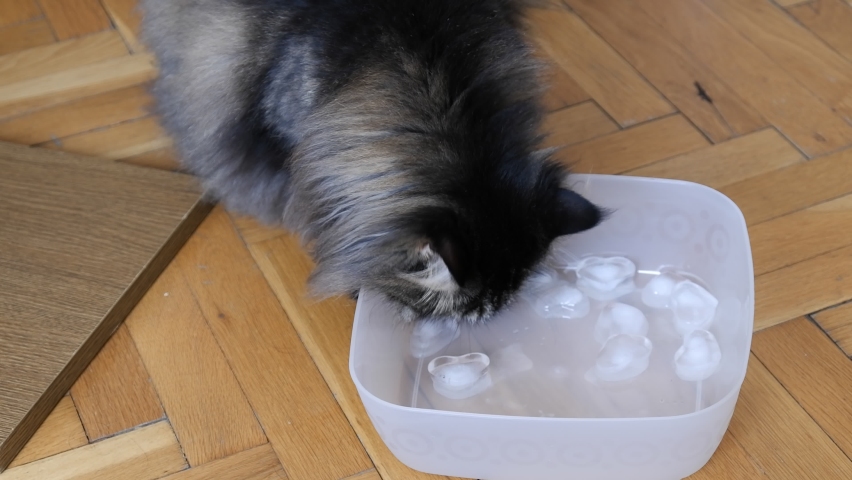 These two house cats are of the maine coon breed. The female is light brown and the male is black. There are ice cubes in front of him to cool off. They are trying to cool themselves with their paws. | Shutterstock HD Video #1082995867