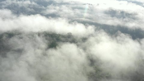 Aerial view of a tropical forest covered in fog: slowly zooming in at large tropical trees sticking out the tree canopy of the Amazon forest