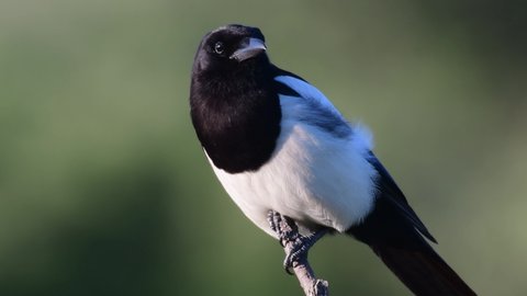 Magpie Pica pica. The bird sits on a branch, turns its head, and flies away. Green background.