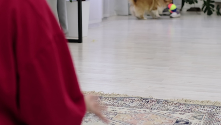 Little dog with owner playing and having fun. young teen girl sitting on the floor with her pet. 