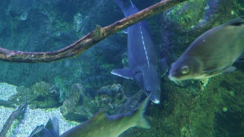 Sturgeon in a large transparent aquarium