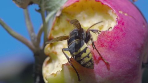 Close-up, a huge hornet eats a ripe apple in the garden. Hornets genus of public wasps