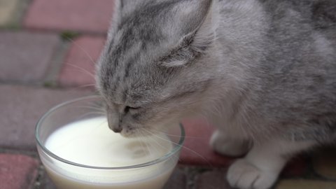 Cute little gray cat drinking milk from glass bowl outdoors, close up