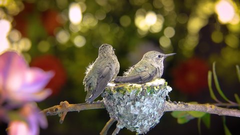 Baby hummingbirds practice flapping wings and chirping prior to leaving the nest, with slow zooming.