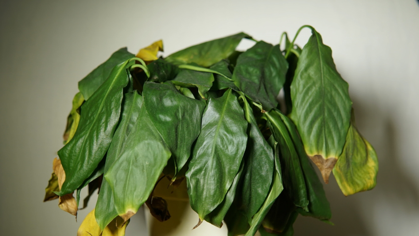 Withered leaves of peace lily are erecting after watering, restoration of sufficient amount of water and turgor pressure in houseplant cells, time-lapse. Royalty-Free Stock Footage #1083004930