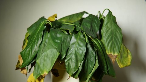 Withered leaves of peace lily are erecting after watering, restoration of sufficient amount of water and turgor pressure in houseplant cells, time-lapse.