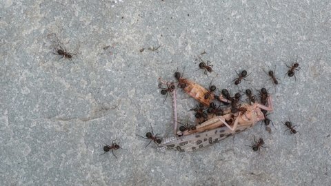 red wood ant, formica polyctena: many ants transport a captured grasshopper, three scenes
