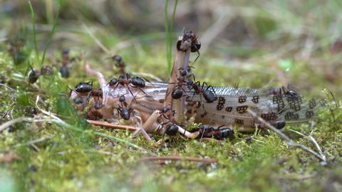 ants eating grasshopper, overview and tracking shot, red wood ant, formica polyctena, three scenes
