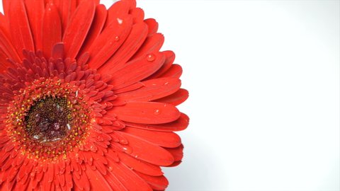 Raindrops fall on an open gerbera chamomile flower. Drops of water run down the long red petals of the gerbera.