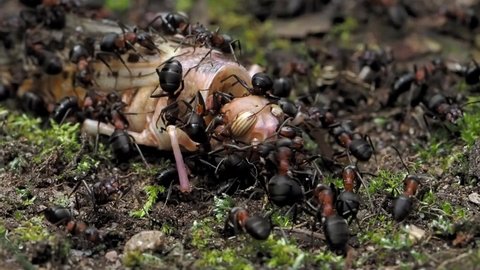 red wood ants eating grasshopper: close up in slow motion, formica polyctena