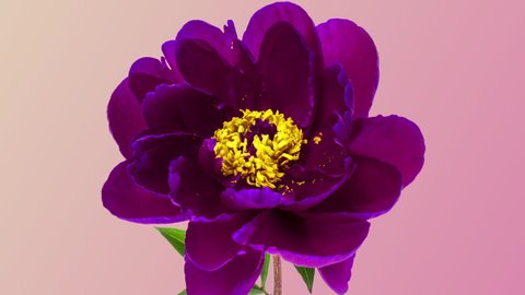 Timelapse of violet peony flower blooming on pink background. Blooming peony flower close-up. Wedding backdrop, Valentine's Day concept. Mother's day, Holiday, Love, birthday