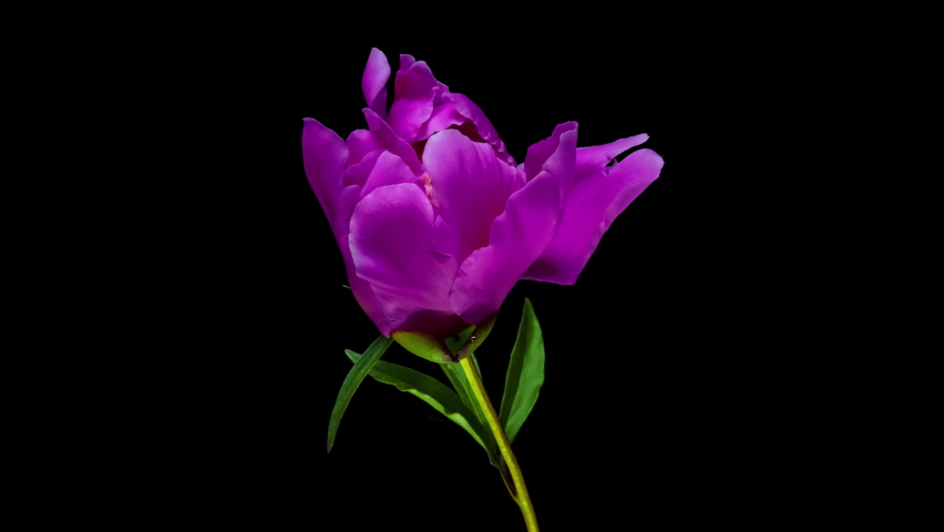 Timelapse of violet peony flower blooming on black background. Blooming peony flower close-up. Wedding backdrop, Valentine's Day concept. Mother's day, Holiday, Love, birthday Royalty-Free Stock Footage #1083010330