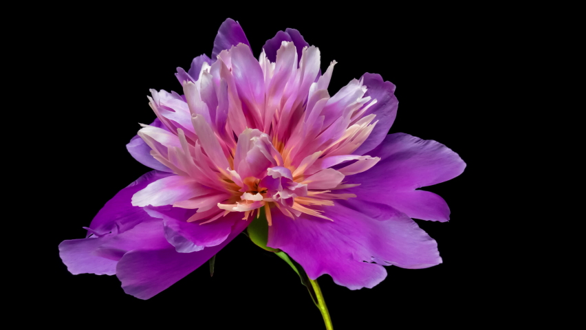 Timelapse of violet peony flower blooming on black background. Blooming peony flower close-up. Wedding backdrop, Valentine's Day concept. Mother's day, Holiday, Love, birthday | Shutterstock HD Video #1083010330