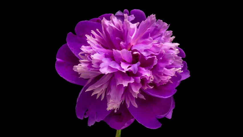 Timelapse of violet peony flower blooming on black background. Blooming peony flower close-up. Wedding backdrop, Valentine's Day concept. Mother's day, Holiday, Love, birthday