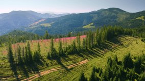 The gentle light of a foggy dawn illuminates the beautiful inflorescences of wild willow-tea in the Carpathian alpine meadows after a rain. Drone copter aerial video.
