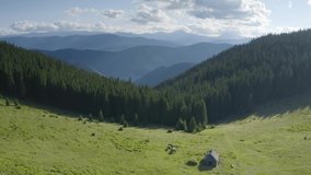 Wild horses like mustangs graze on clean alpine meadows. Blooming meadows against the backdrop of beautiful forest peaks, the sun is setting, a warm summer evening. Drone copter aerial video.