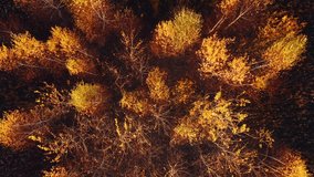 Awesome view from a drone flying over the autumn forest in morning. Location place of Small Polissya, Ukraine, Europe. Cinematic aerial shot. Discover the beauty of earth. Filmed in 4k, drone video.