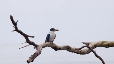 Collared Kingfisher (Todiramphus chloris) also known as the white-collared kingfisher in mangroves by the sea.