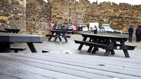 Conwy , United Kingdom (UK) - 11 19 2021: Cheeky curious grey seagull standing on Conwy harbour picnic table in overcast Autumn marina