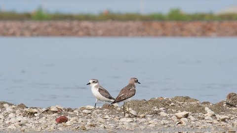 Seen facing the opposite sides at a saltpan also revealing shells, reflection, community in the background in a bokeh; White-faced Plover, Charadrius dealbatus, Pak Thale, Phetchaburi, Thailand.