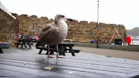 Conwy , United Kingdom (UK) - 11 19 2021: Cheeky grey seagull standing on Conwy harbour wooden picnic table in overcast Autumn marina