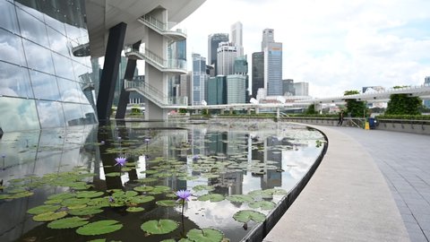 Singapore - 28th November 2021: Lotus are floating on a man made pond in the city of Singapore.
