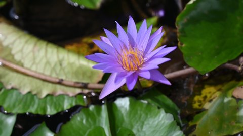Beautiful lotus are floating on a man made pond.