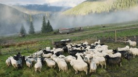 cold morning in misty mountains shepherds kicked sheep graze mountain meadows in wild forests of Ukraine Traditional economy Ukrainian highlanders  Hutsuls very picturesque Drone copter aerial video.
