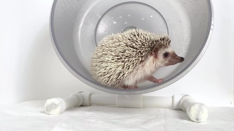 Small hedgehog in rodent wheel on white background. Home care for hedgehog pet.