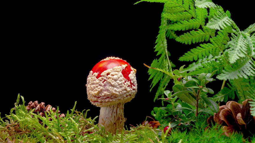 4K Time Lapse of Fly Agaric Amanita muscaria Mushroom toadstool growing on black background. Poisonous fungus with its red cap grows in autumn forest - time-lapse, close-up.