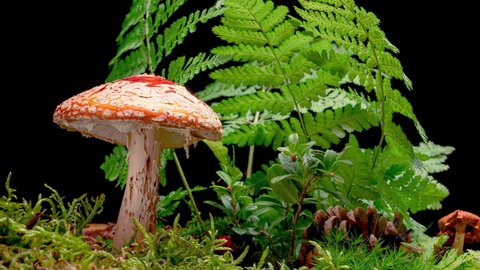 4K Time Lapse of Fly Agaric Amanita muscaria Mushroom toadstool growing on black background. Poisonous fungus with its red cap grows in autumn forest - time-lapse, close-up.
