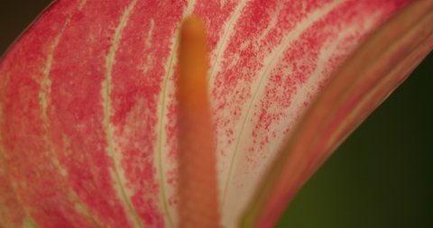 anthrium,Also known as  anthurium, tailflower, flamingo flower,and laceleaf