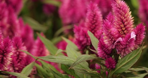 Celosia argentea, commonly known as the plumed cockscomb or silver cock's comb.