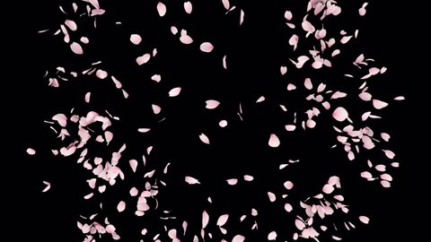 Cherry Blossom Petals Explosion Luma Matte Stock Footage Video (100% ...