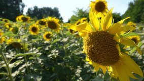 Closeup view slow motion video footage of beautiful blooming yellow organic sunflowers growing in rural green landscape outside in summer 