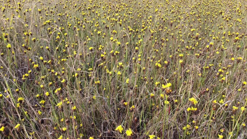 Xyris indica  or Tall Yellow-eyed Grass blooming in the fields