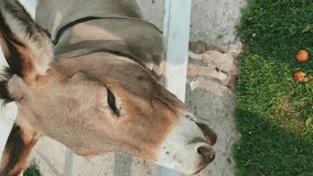 Hand feeds the donkey cucember