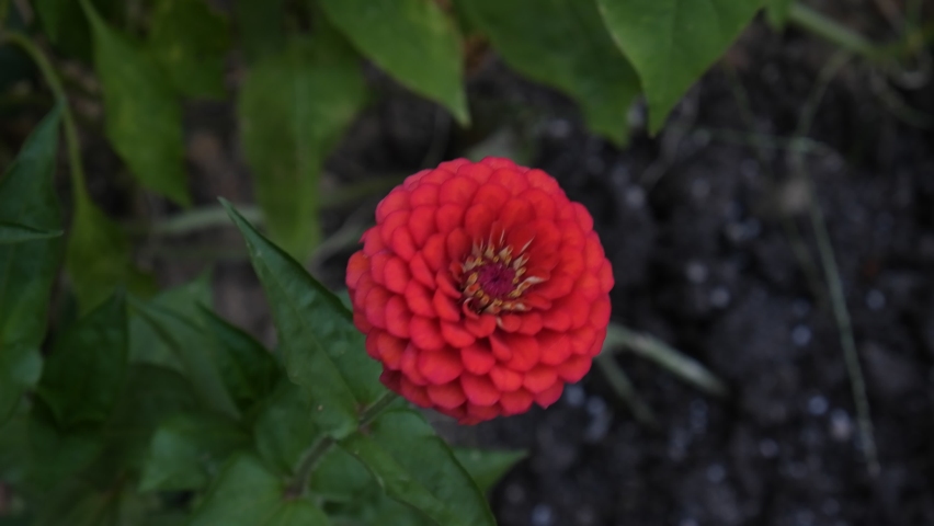 It is a kind of big round, sweet orange flower zinnia that appears among the greenery in nature. The name of this flower is "dahlia". She has a very beautiful appearance. | Shutterstock HD Video #1083037564