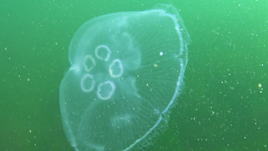 Common jellyfish, moon jellyfish (Aurelia aurita) swims over algae in the Black Sea Royalty-Free Stock Footage #1083040606
