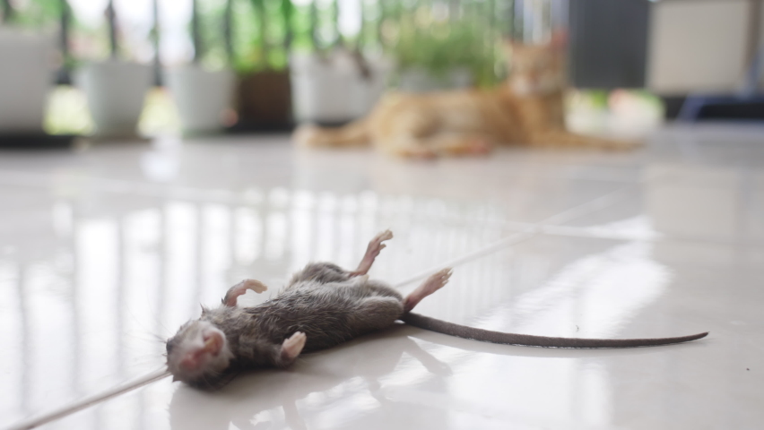 Close-up of a dead gray rat with a long tail lying on the floor against the background of a red cat wagging its tail. A red-haired cat in disfocus looks at its prey, a trapped dead mouse. Slow motion.
