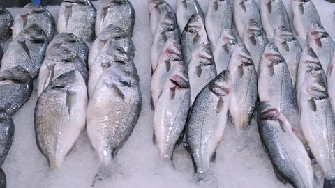 Close-up of fresh raw dorado fish and sea bass in ice on the counter in a grocery store.