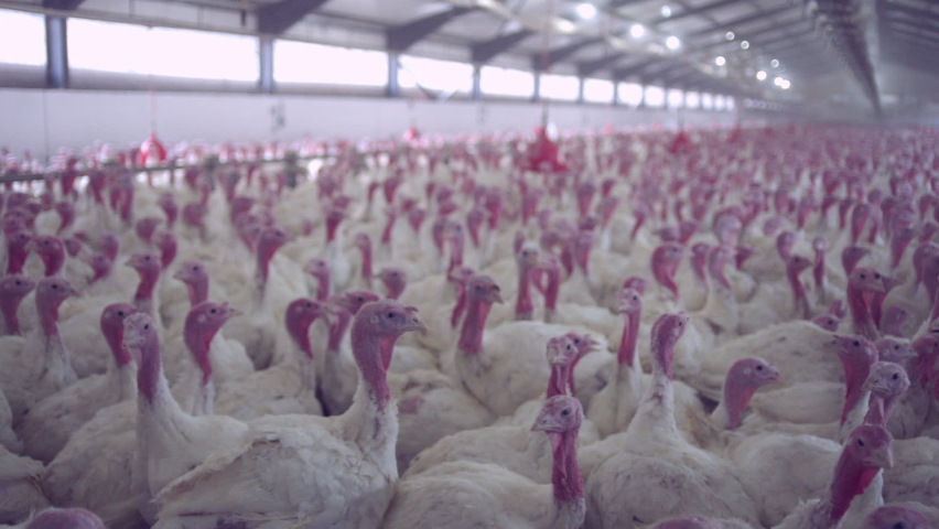 Shutterstock video thumbnail