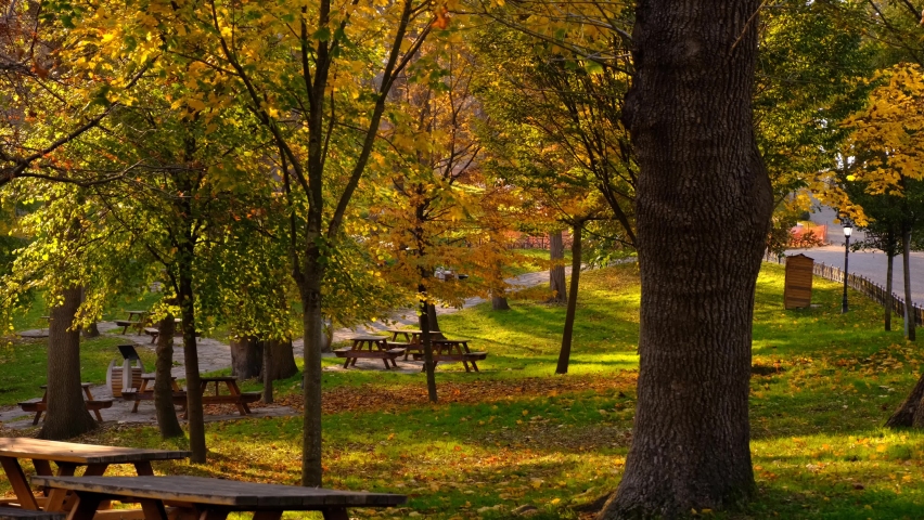 Scenic Autumnal Landcape. Wooden Benches Before Swaying Trees And Foliage.