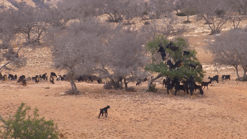 Herd of Goats Climbing Argania Trees and Feeding on Desert in Morocco, Africa