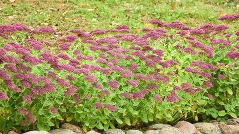 Hylotelephium telephium (Livelong, Orpine, Live-forever, Vit-toujours, Garden stonecrop or orpine, Live-forever or Purple stonecrop, Witch's moneybags) is succulent groundcover of family Crassulaceae